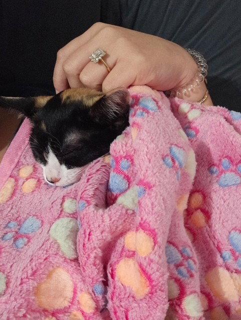 Patches, a Adopted mixed breed in Fayetteville, GA image 1/3