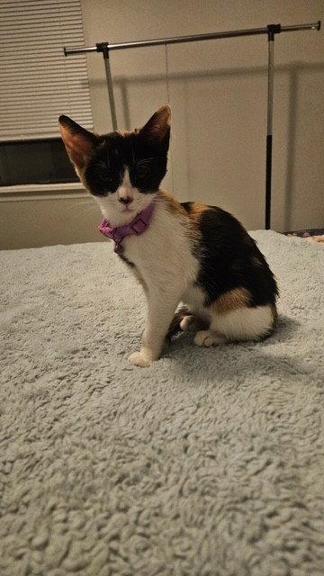 Patches, a Adopted mixed breed in Fayetteville, GA image 2/3
