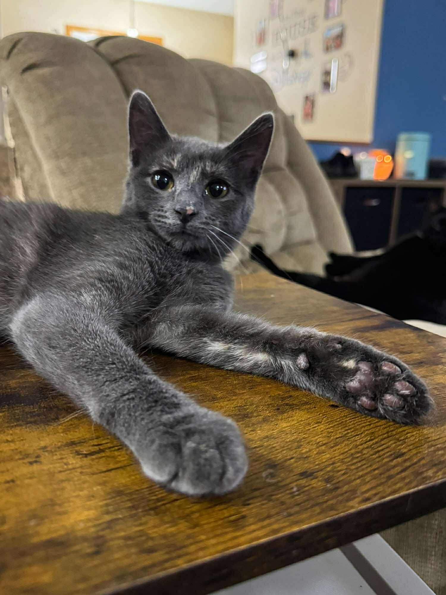 Bella, an adoptable Dilute Tortoiseshell in Sioux Falls, SD, 57101 | Photo Image 3