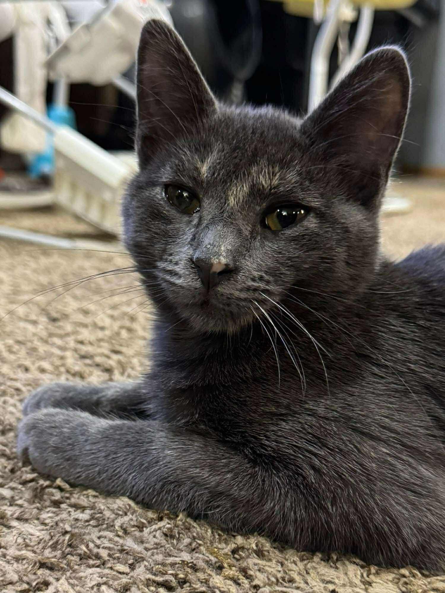 Bella, an adoptable Dilute Tortoiseshell in Sioux Falls, SD, 57101 | Photo Image 2