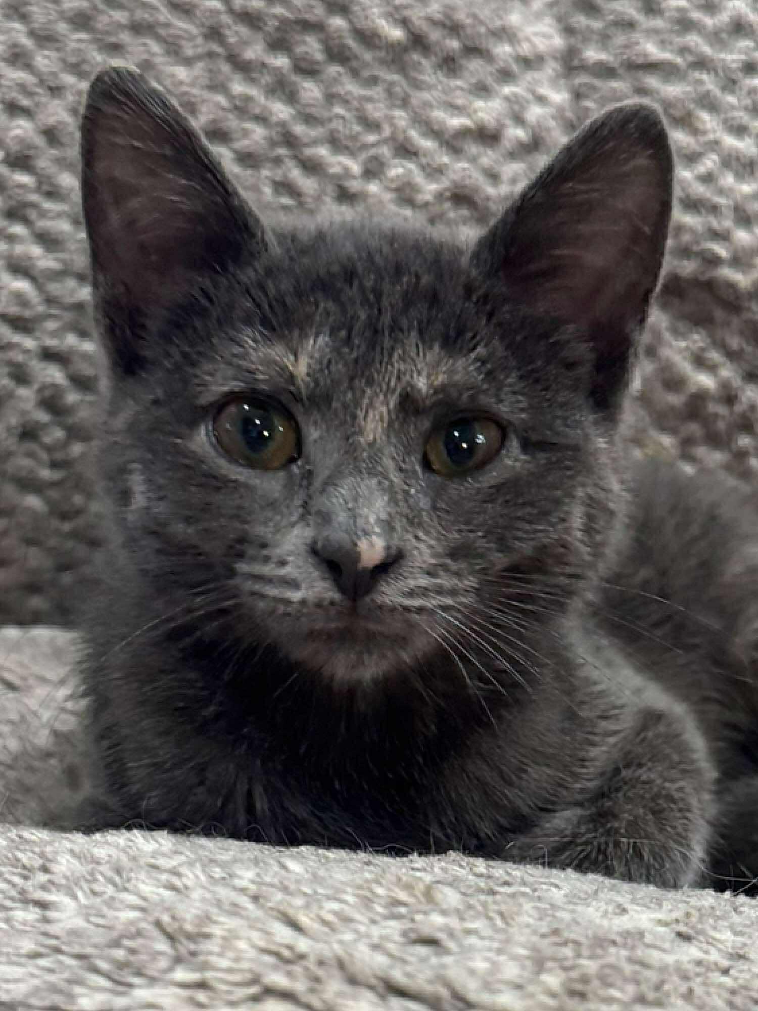Bella