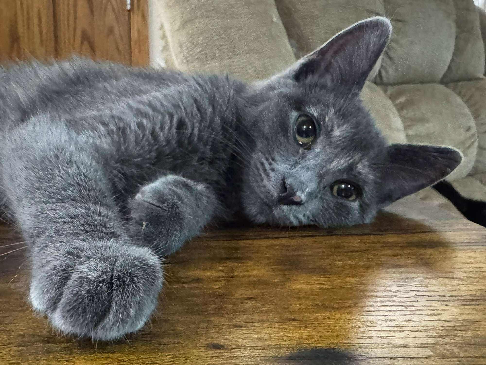 Bella, an adoptable Dilute Tortoiseshell in Sioux Falls, SD, 57101 | Photo Image 4