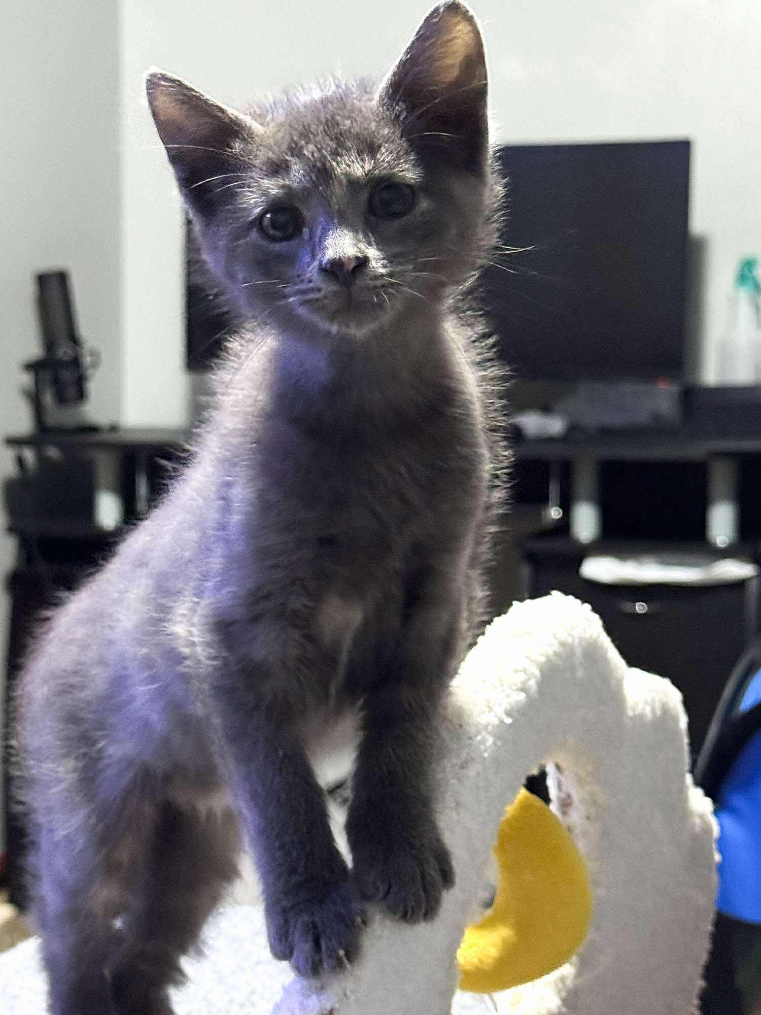 Bella