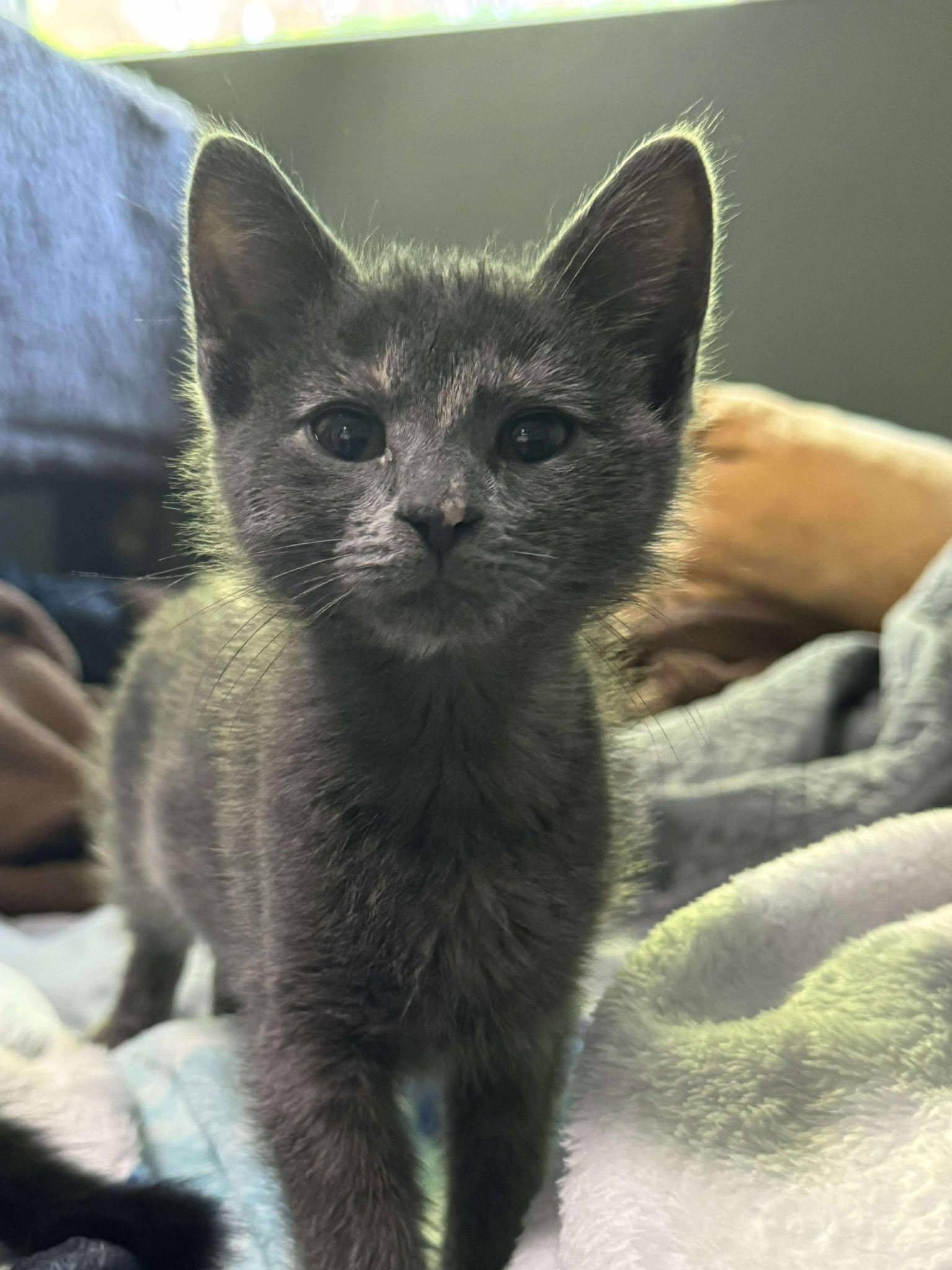 Bella