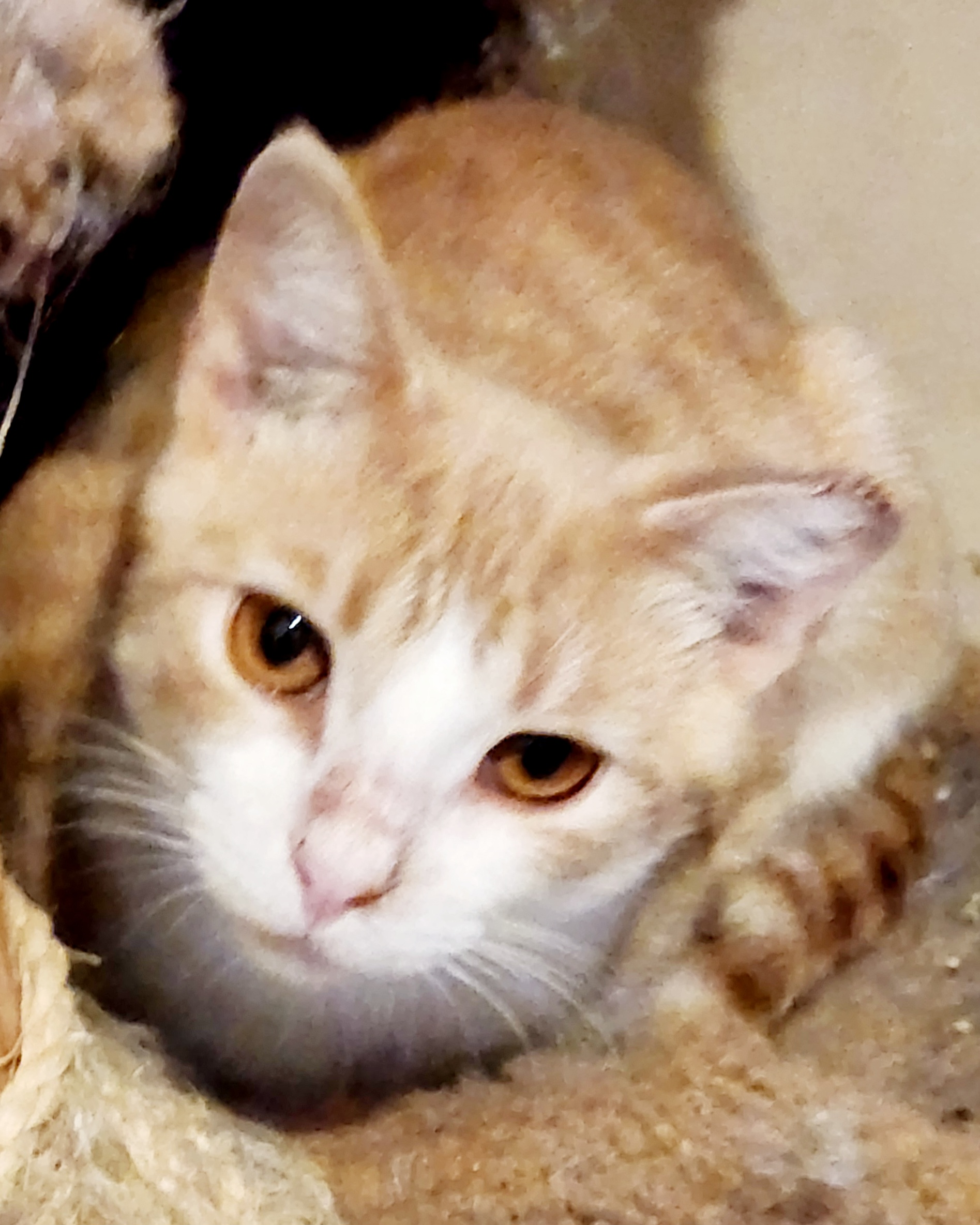 Ricky, a Adoptable mixed breed image 2/4