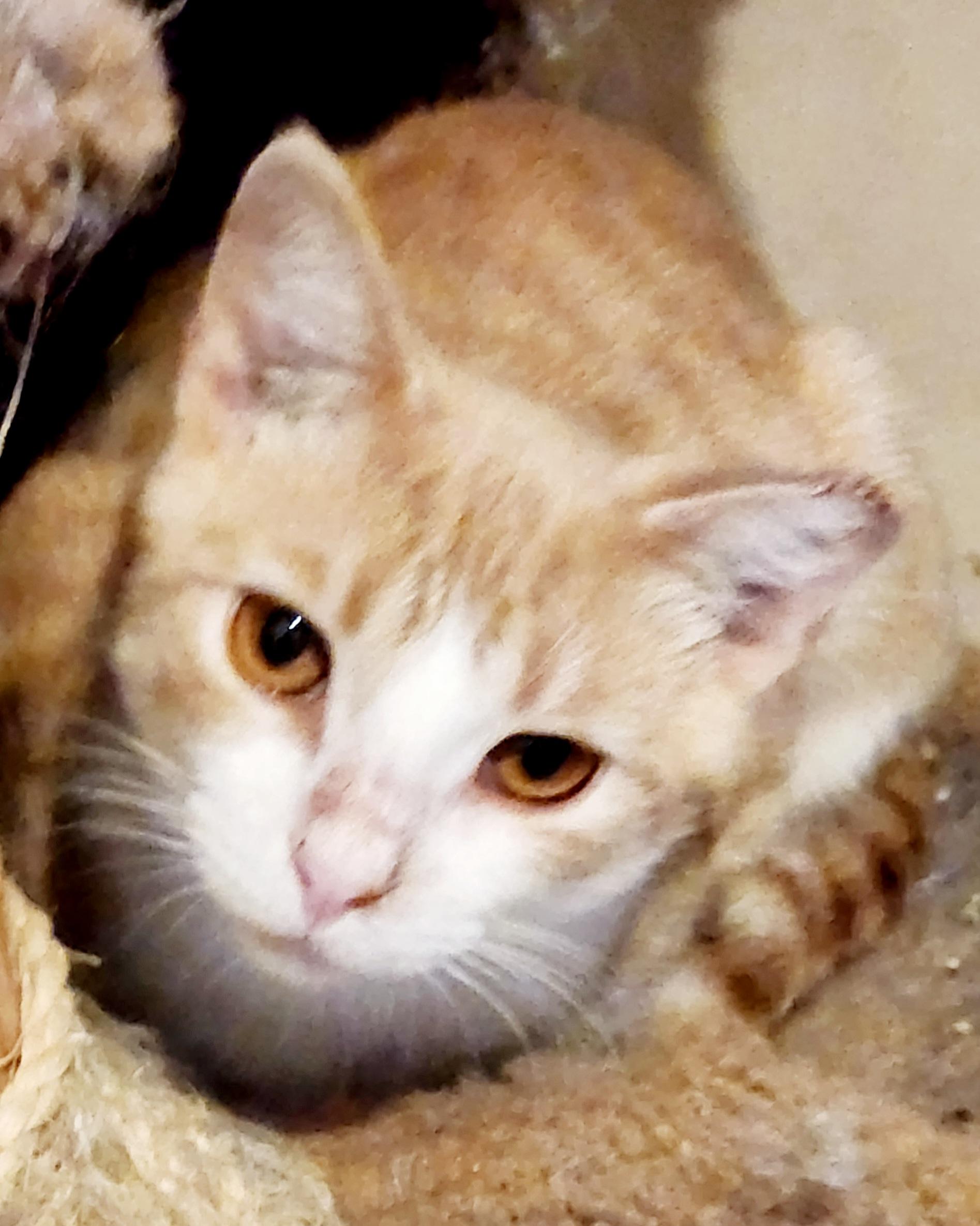 Ricky, a Adoptable mixed breed image 4/4