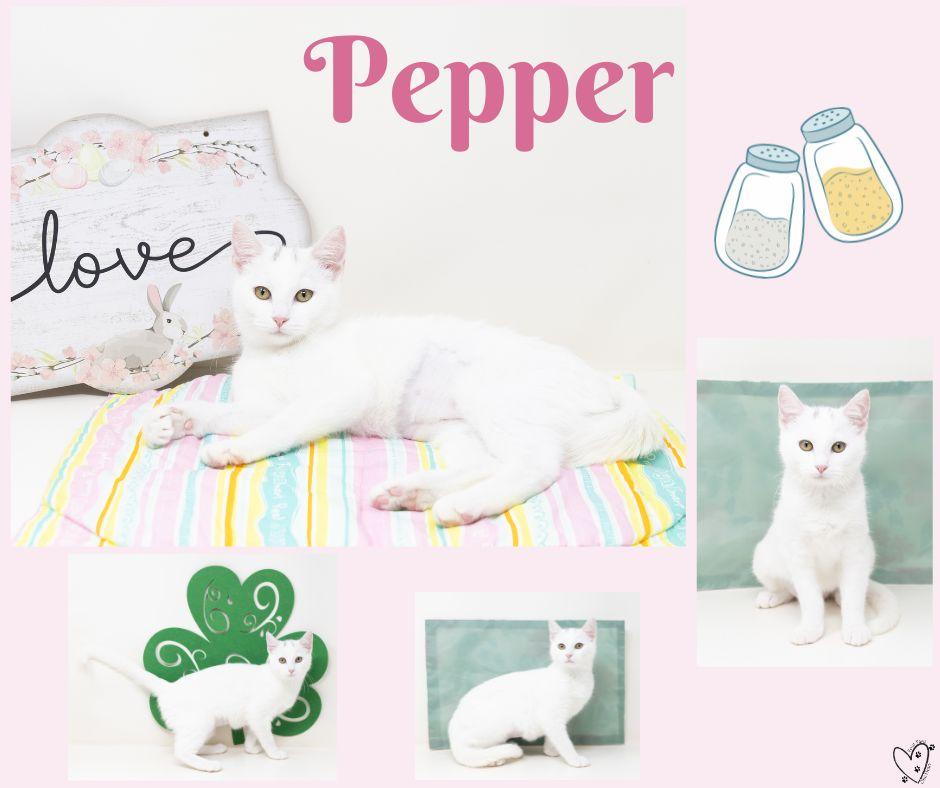 Enlarge Pepper, an adopted Domestic Short Hair in Trophy Club, TX image 4/5