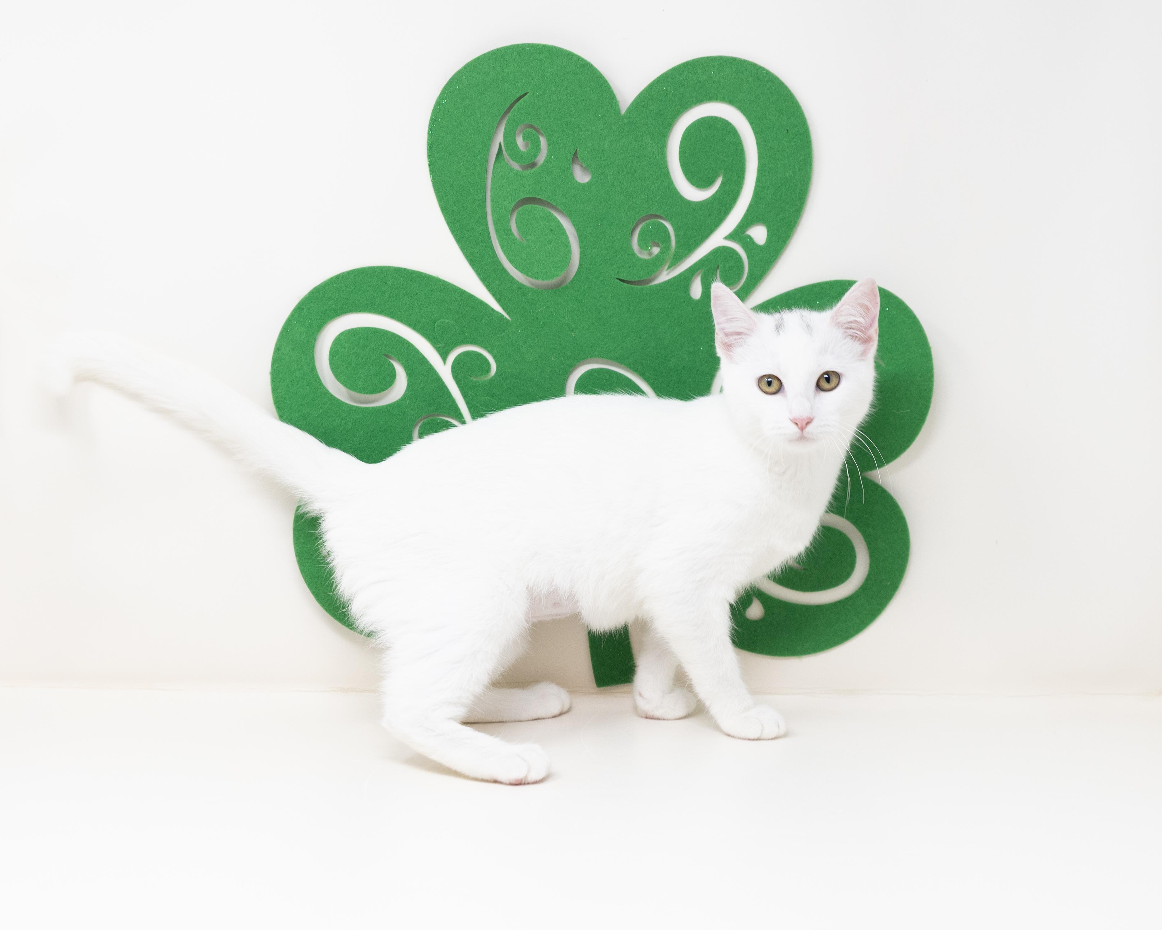 Pepper, adopted, Kitten Female Domestic Short Hair.