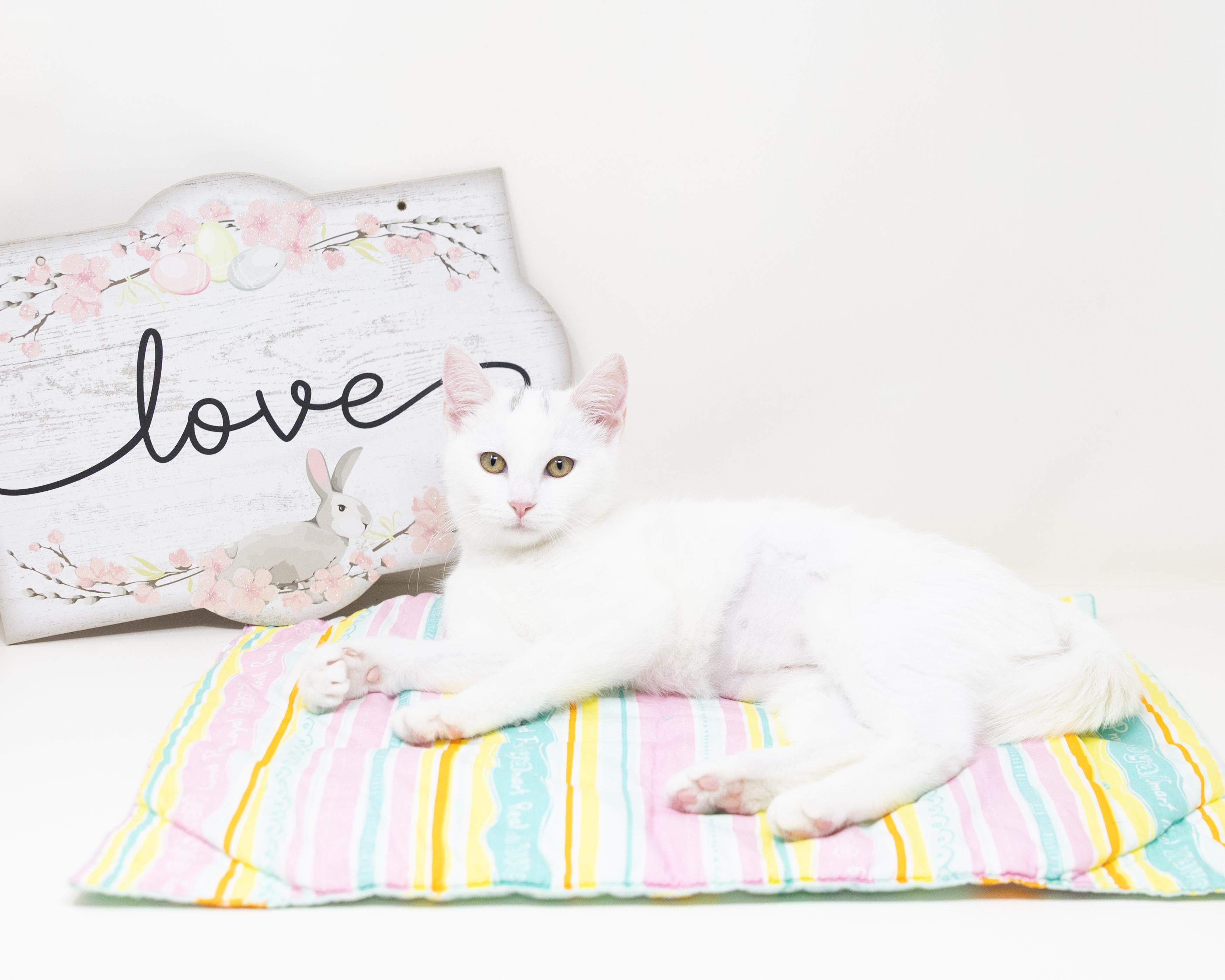 Enlarge Pepper, an adopted Domestic Short Hair in Trophy Club, TX image 3/5