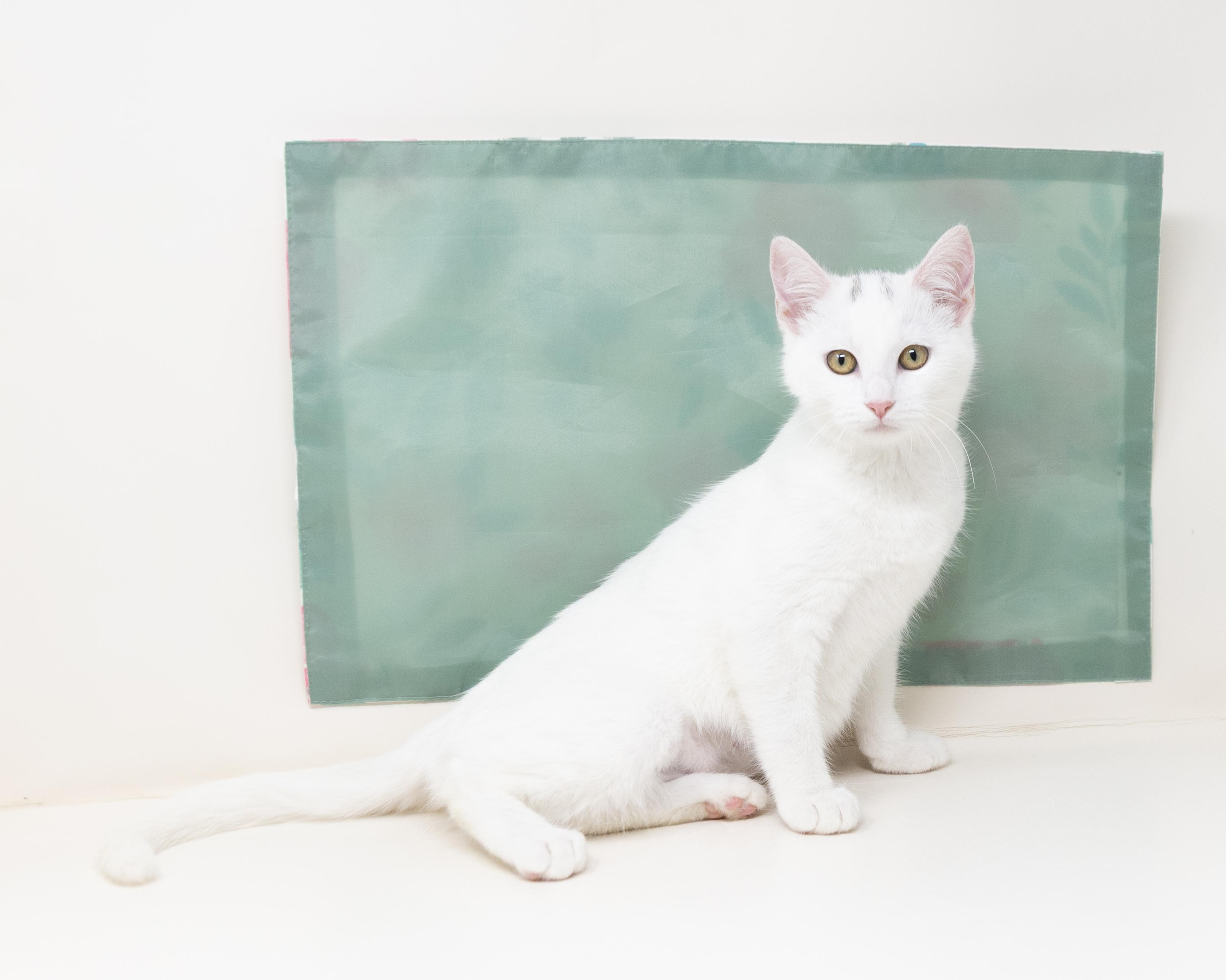 Enlarge Pepper, an adopted Domestic Short Hair in Trophy Club, TX image 5/5