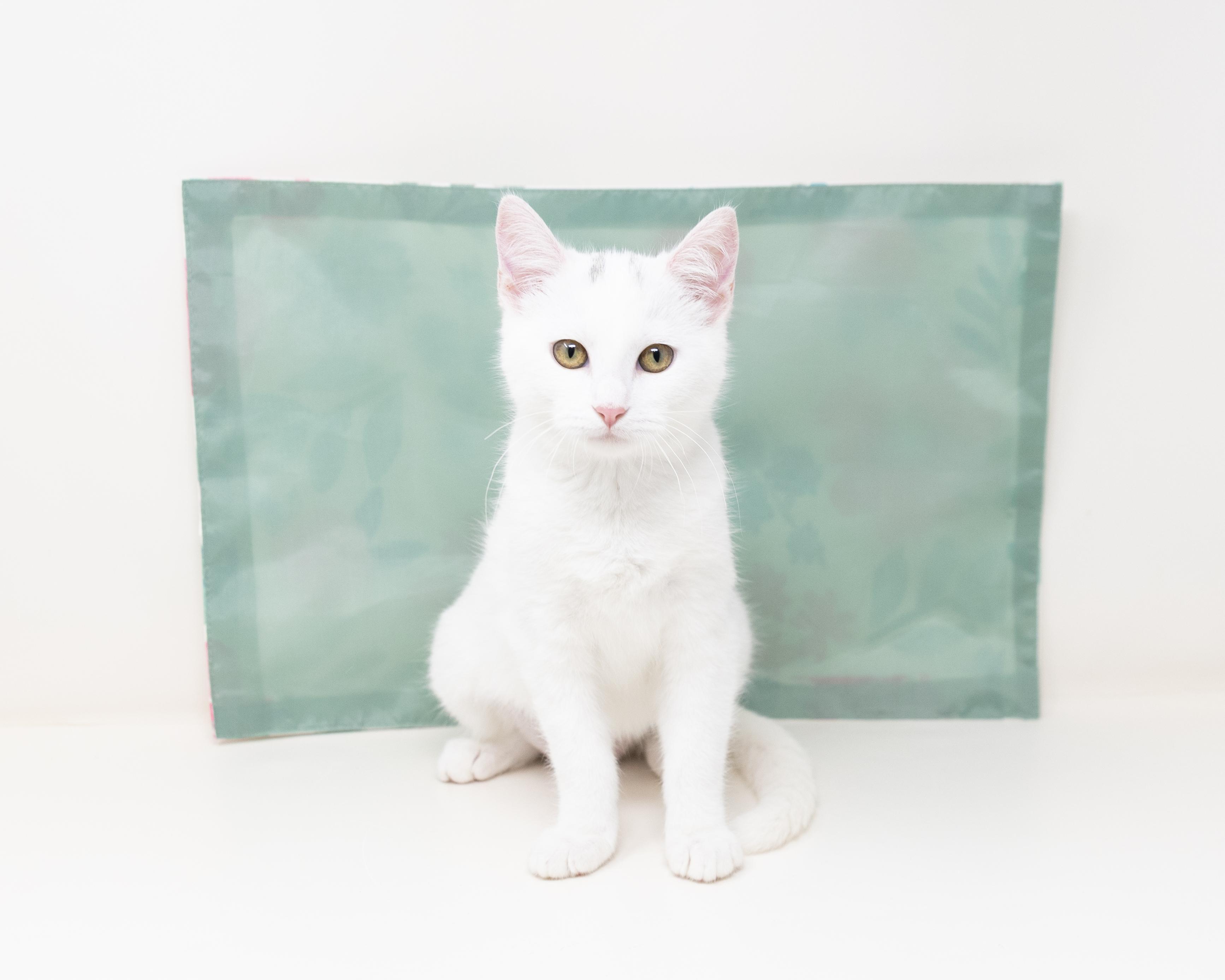 Enlarge Pepper, an adopted Domestic Short Hair in Trophy Club, TX image 2/5