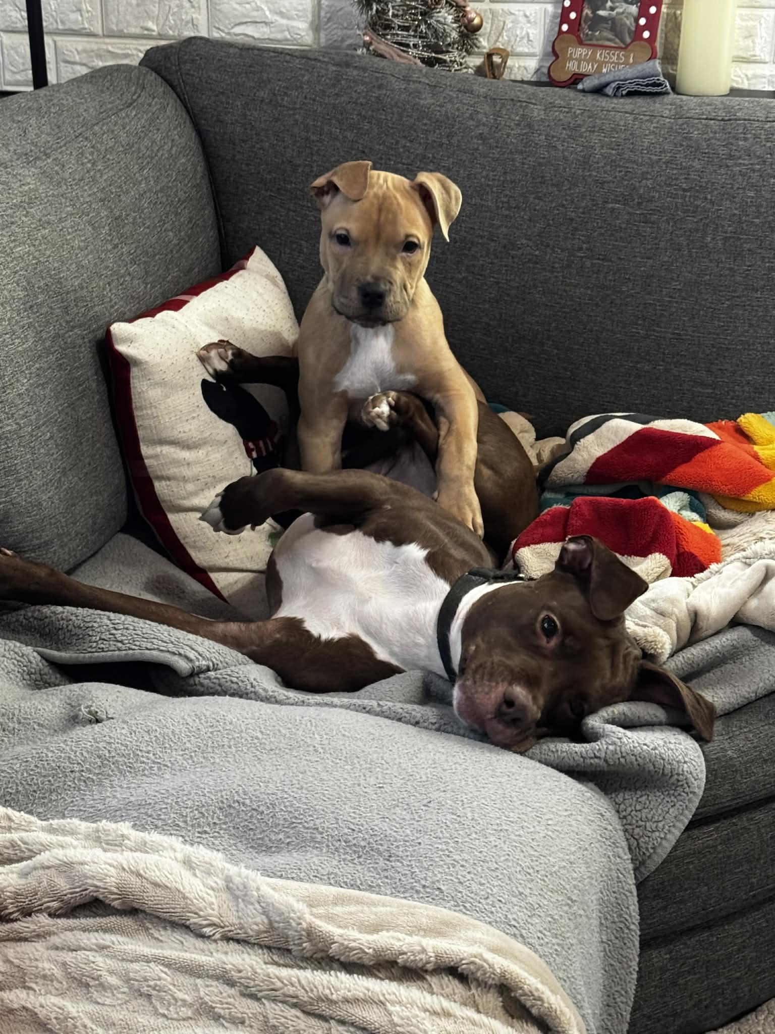 Enlarge Gus - FKA Black, an adopted mixed breed in Minneapolis, MN image 6/6