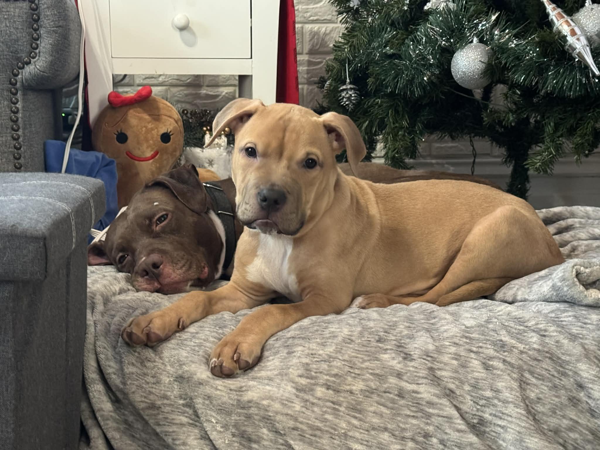 Enlarge Gus - FKA Black, an adopted mixed breed in Minneapolis, MN image 1/6