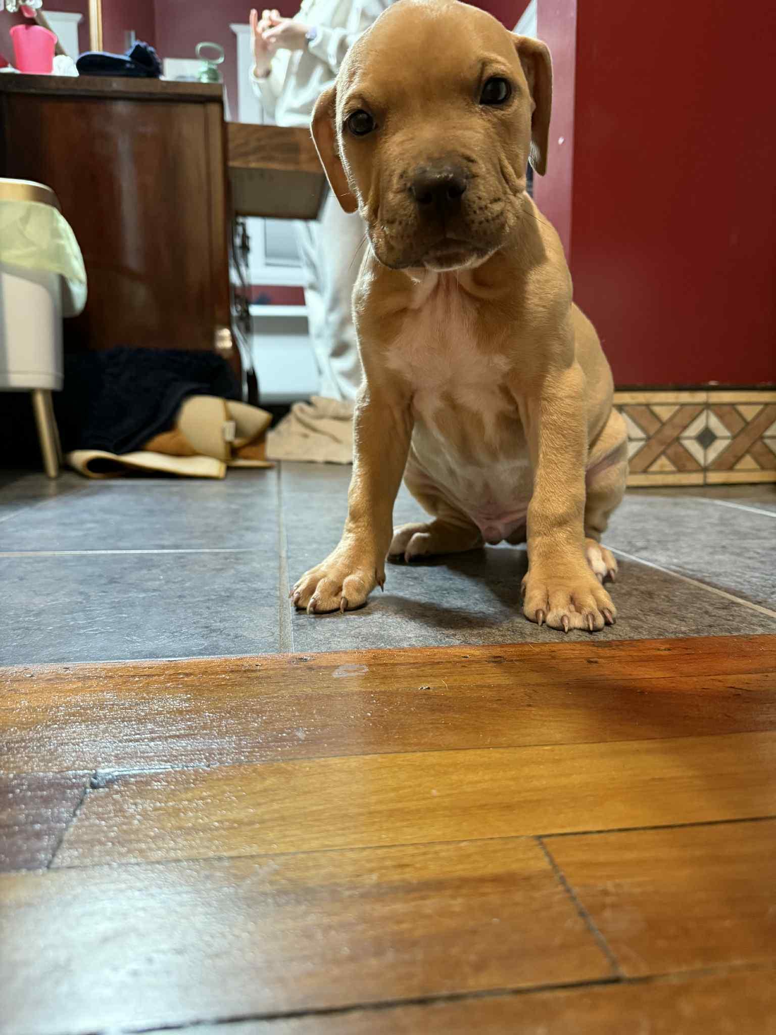 Enlarge Gus - FKA Black, an adopted mixed breed in Minneapolis, MN image 2/6