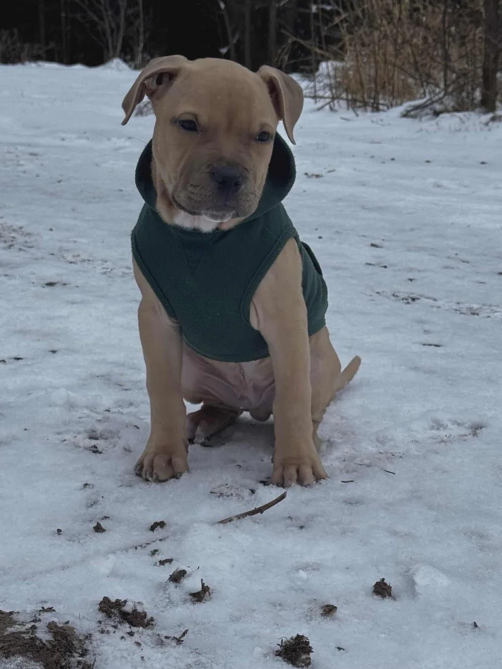 Enlarge Gus - FKA Black, an adopted mixed breed in Minneapolis, MN image 3/6