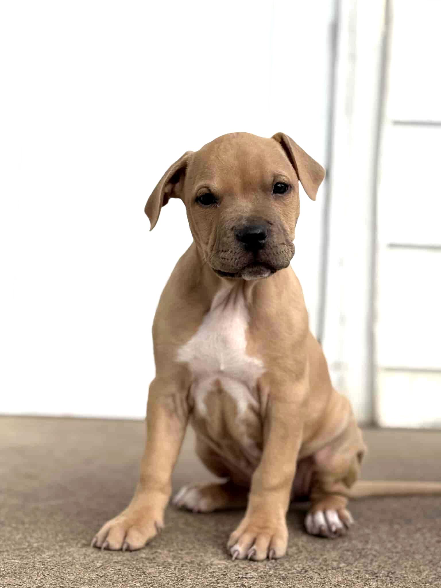 Enlarge Gus - FKA Black, an adopted mixed breed in Minneapolis, MN image 4/6