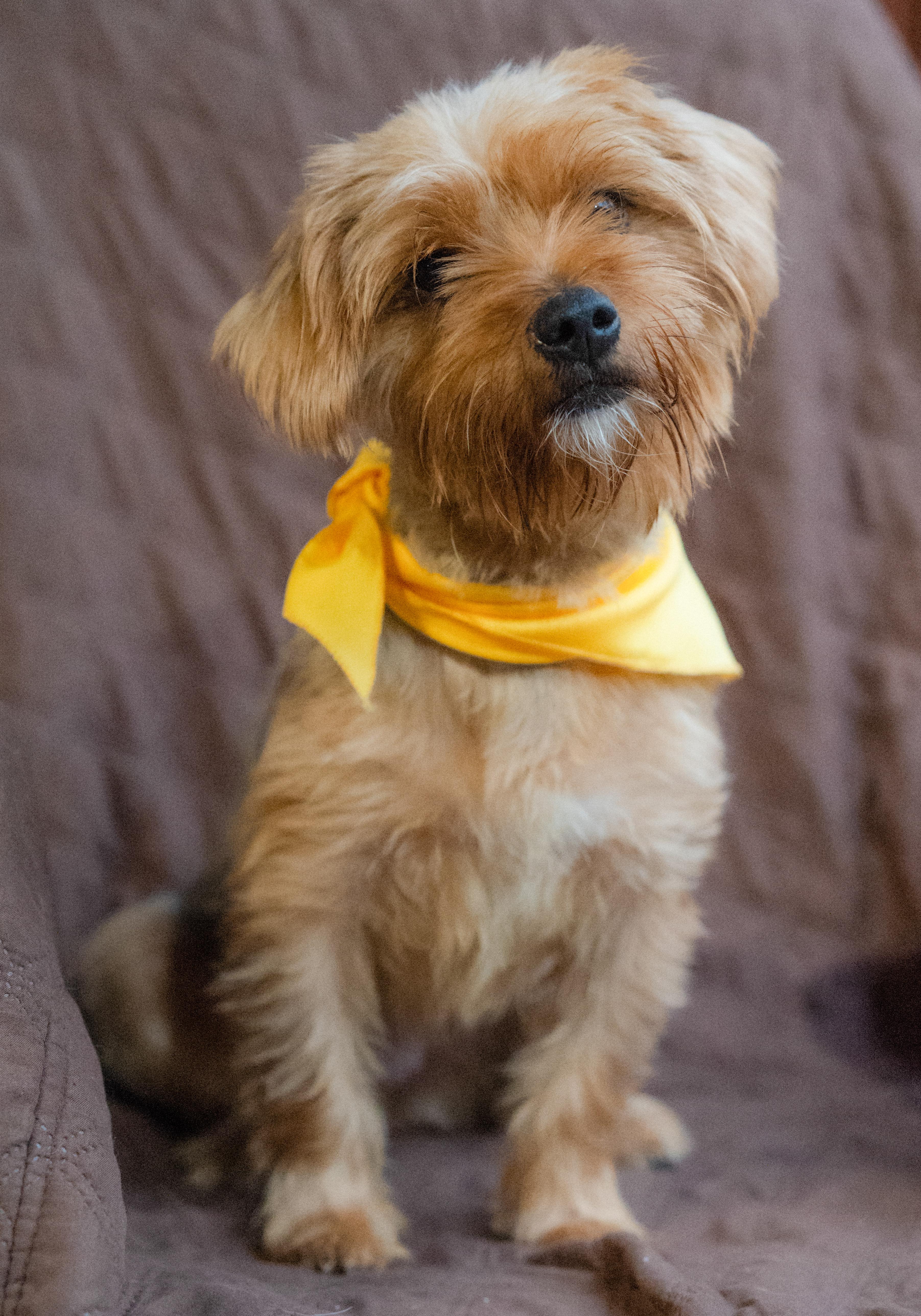 Champagne, Adoptable, Young Female Yorkshire Terrier.