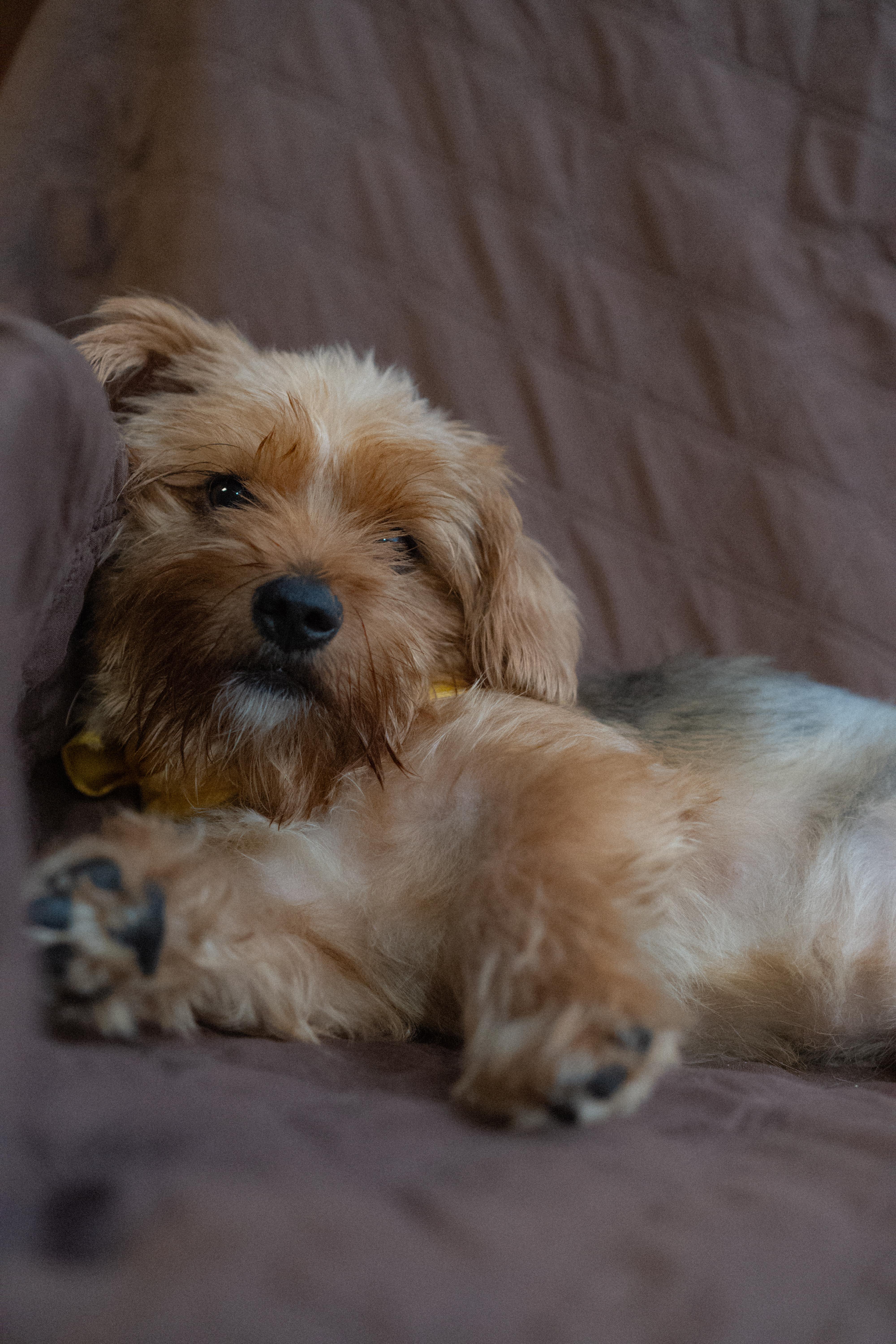 Enlarge Champagne, a Adoptable Yorkshire Terrier in Miramar, FL image 3/4