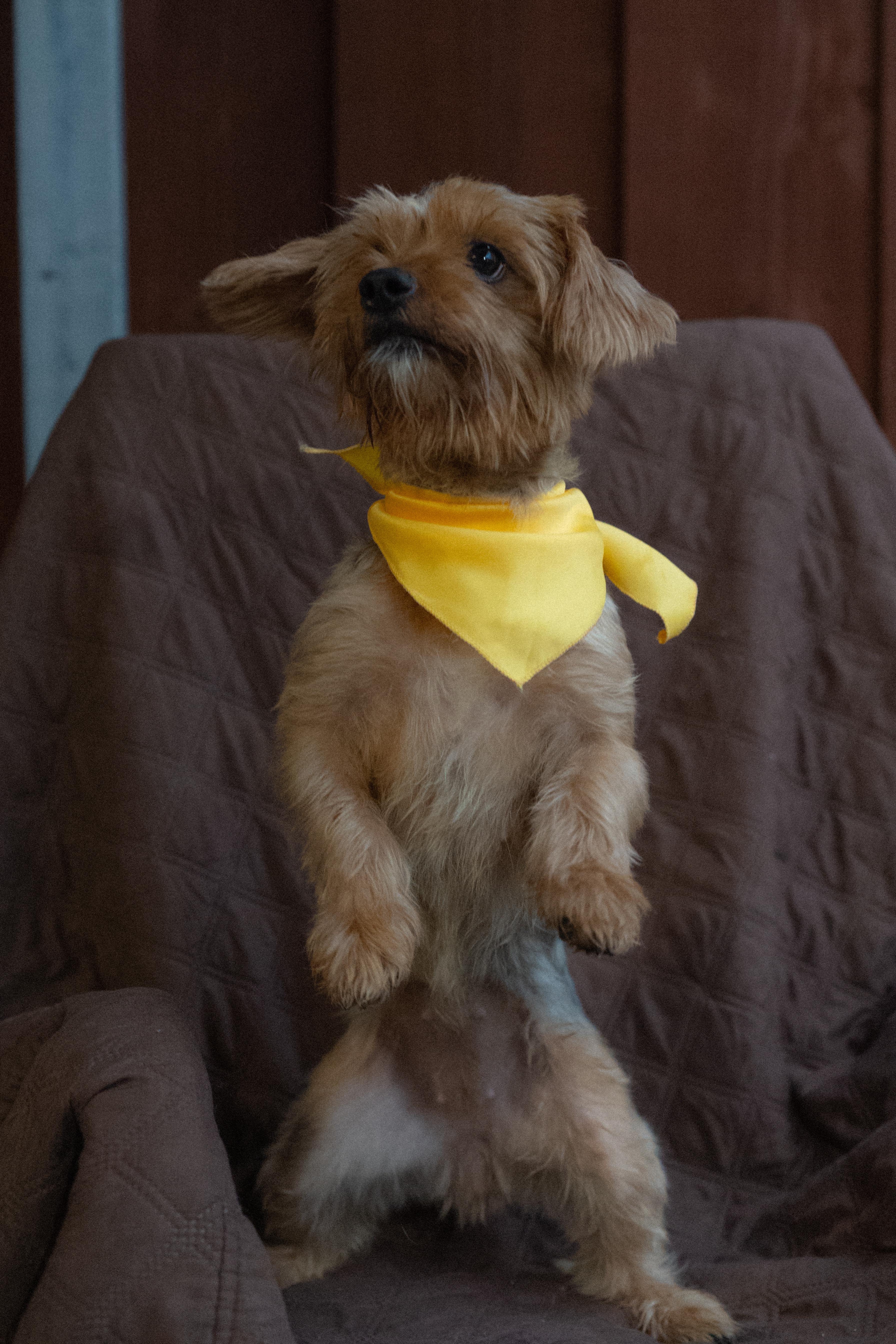 Enlarge Champagne, a Adoptable Yorkshire Terrier in Miramar, FL image 2/4