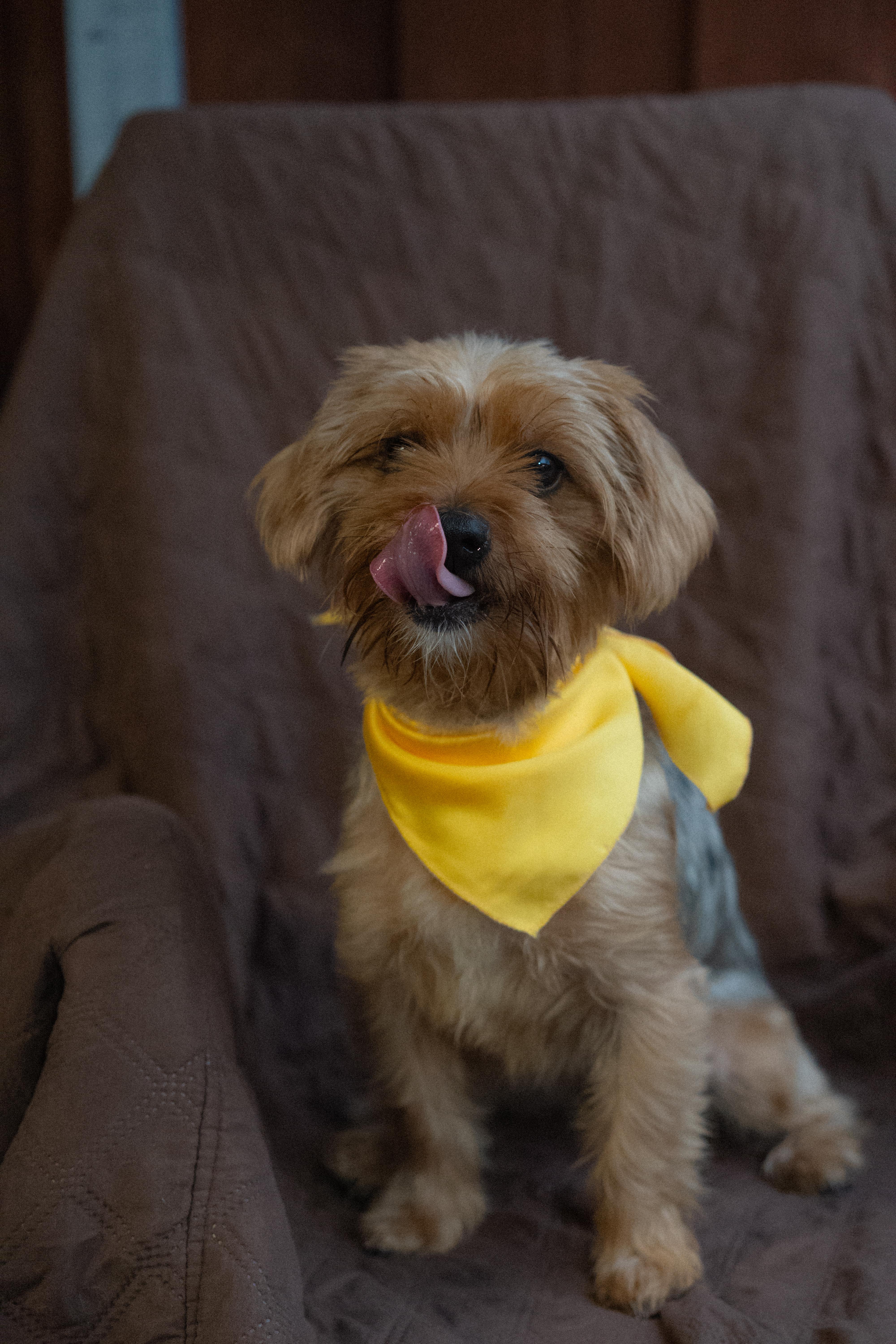 Enlarge Champagne, a Adoptable Yorkshire Terrier in Miramar, FL image 4/4