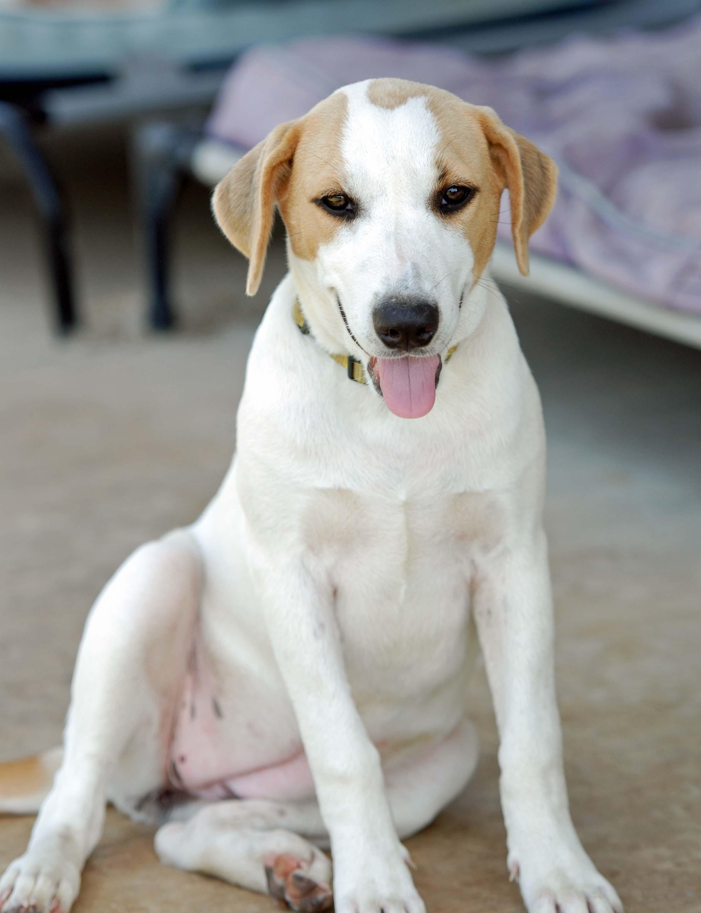 Enlarge Dolly, a Adoptable mixed breed in Madisonville, TX image 2/5