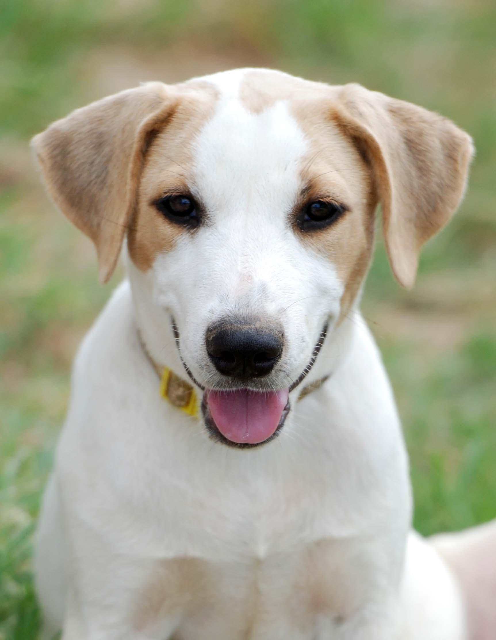 Enlarge Dolly, a Adoptable mixed breed in Madisonville, TX image 5/5