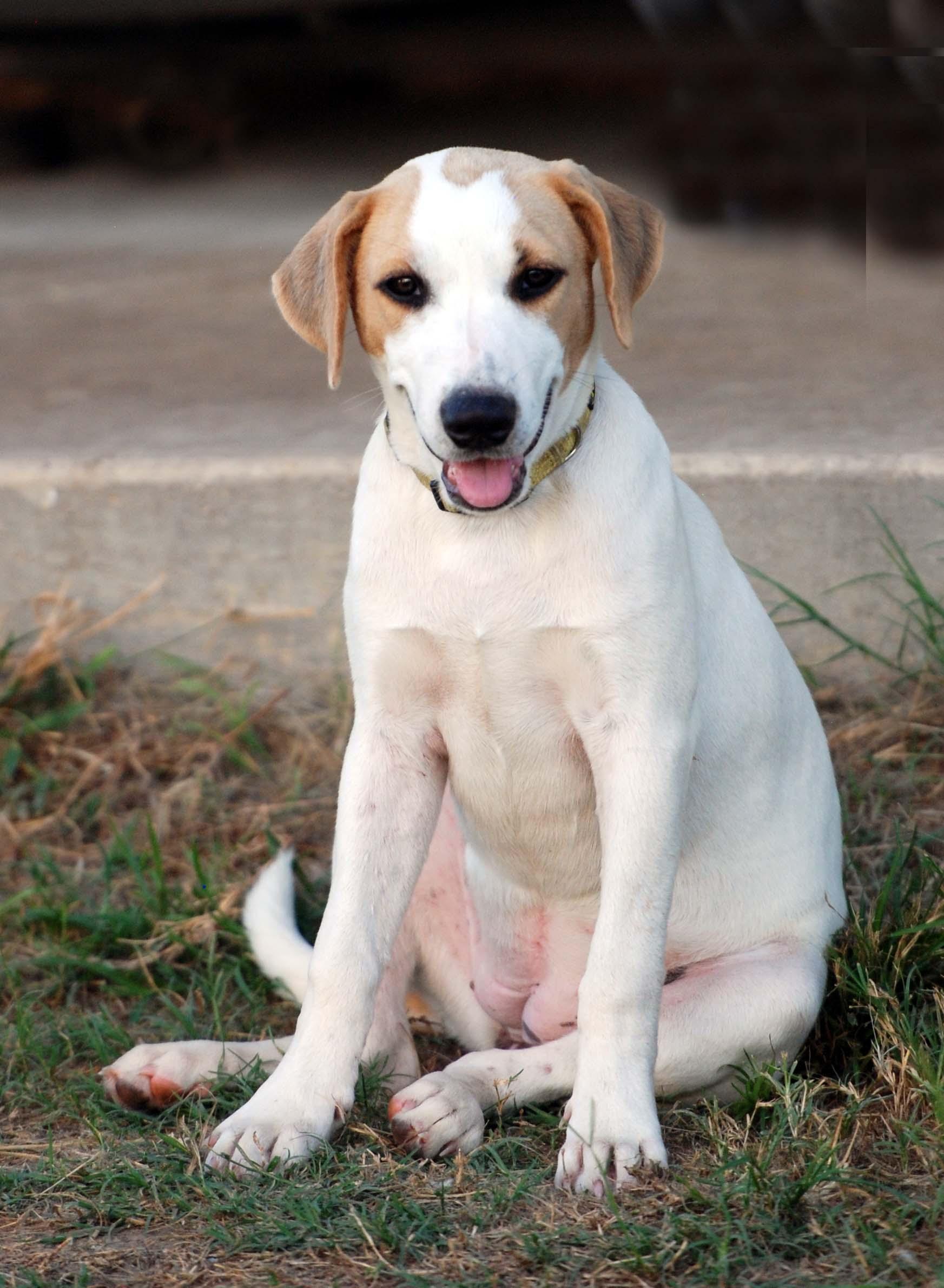 Enlarge Dolly, a Adoptable mixed breed in Madisonville, TX image 4/5