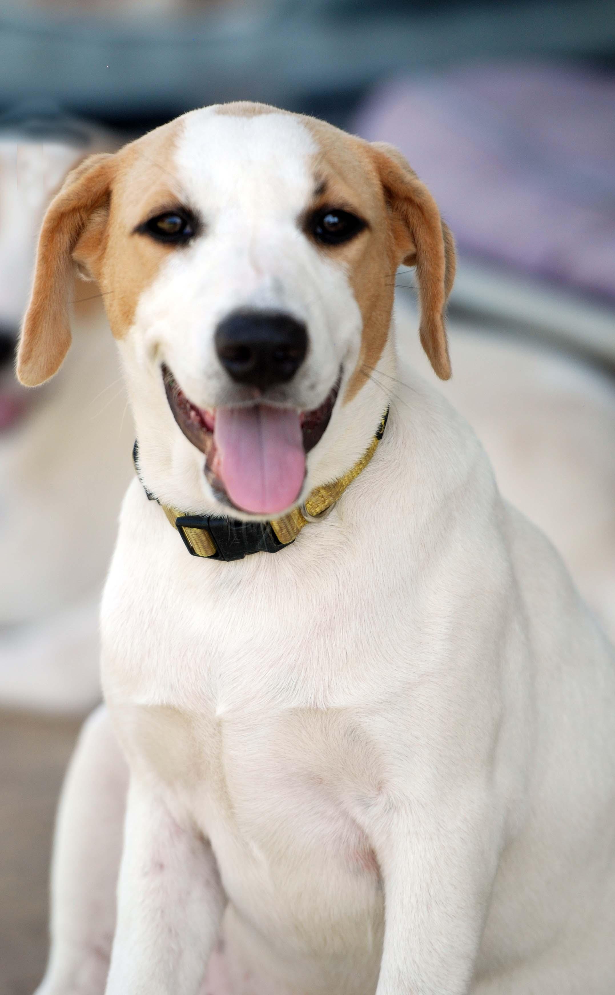 Dolly, Adoptable, Puppy Female Labrador Retriever & Hound.