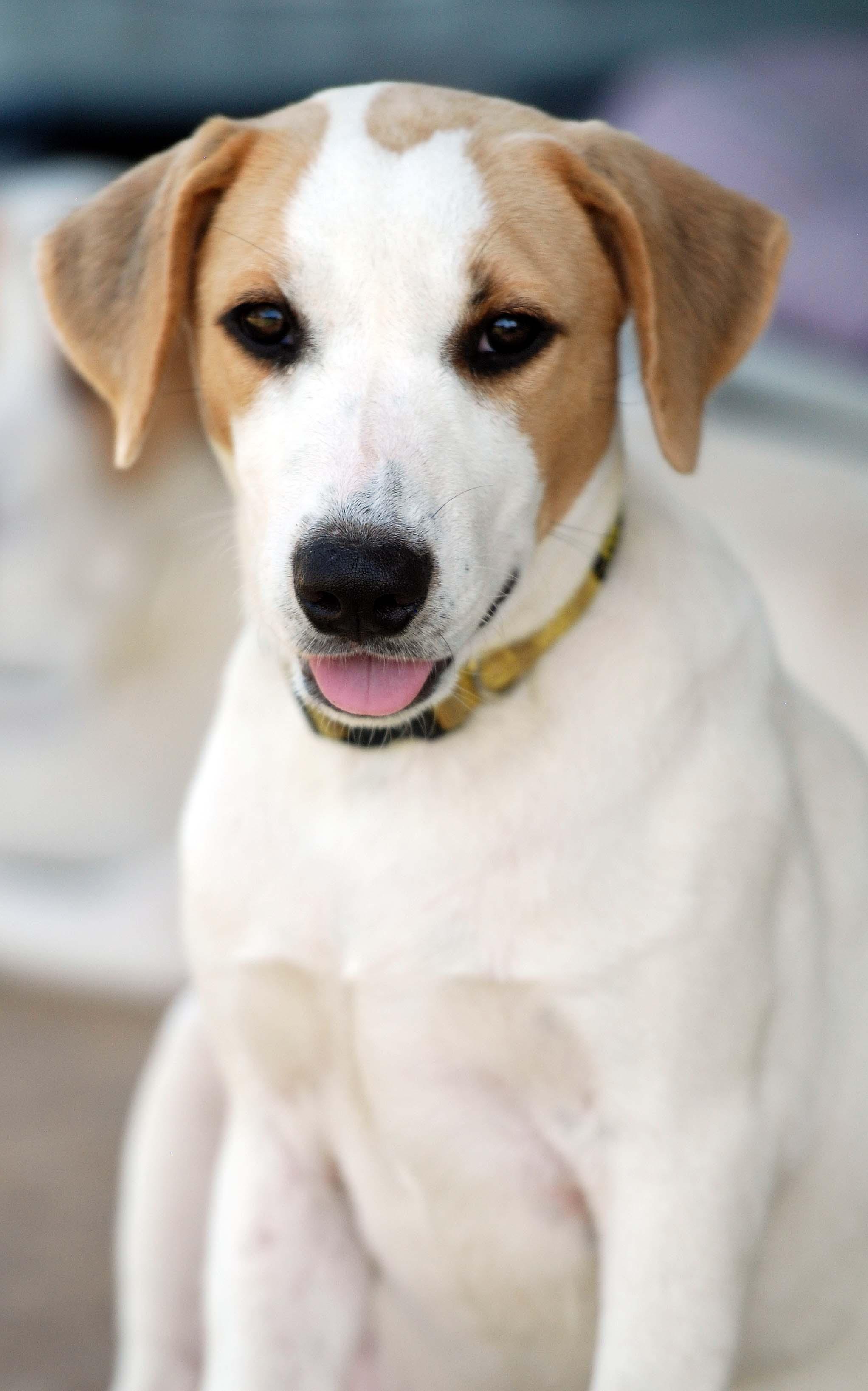 Enlarge Dolly, a Adoptable mixed breed in Madisonville, TX image 3/5