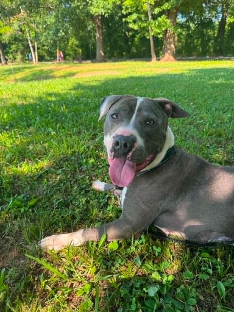 Pippa, Adoptable, Young Female Pit Bull Terrier.