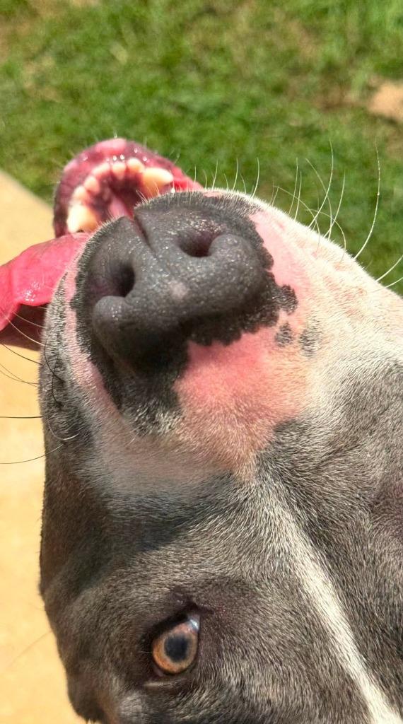 Enlarge Pippa, a Adoptable Pit Bull Terrier in East Ridge, TN image 2/6