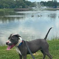 Enlarge Pippa, a Adoptable Pit Bull Terrier in East Ridge, TN image 3/6