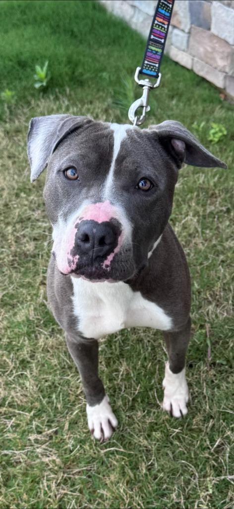 Pippa, Adoptable, Young Female Pit Bull Terrier.