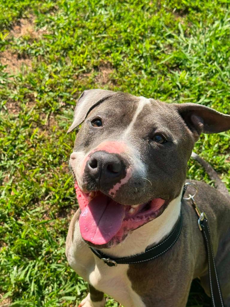 Enlarge Pippa, a Adoptable Pit Bull Terrier in East Ridge, TN image 5/6