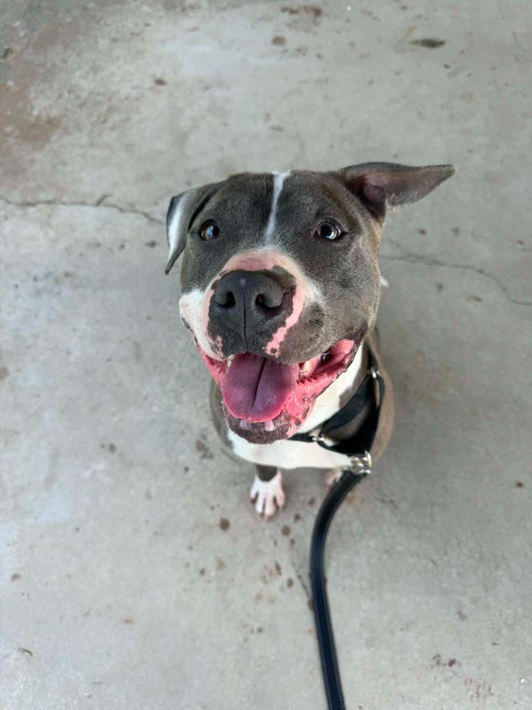Enlarge Pippa, a Adoptable Pit Bull Terrier in East Ridge, TN image 6/6
