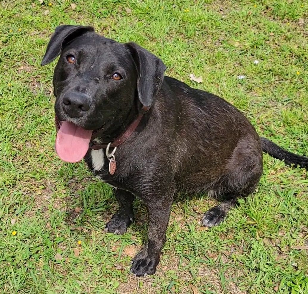Lulu, Adoptable, Young Female Labrador Retriever.