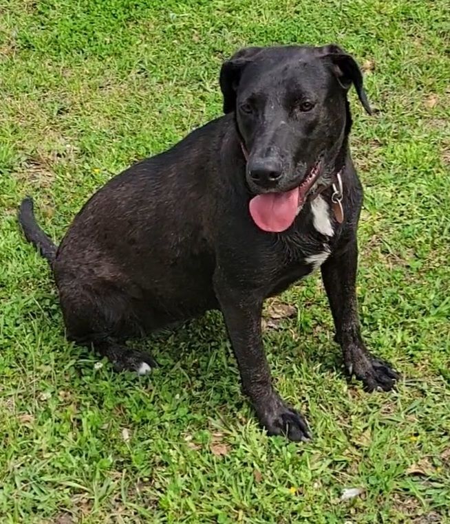 Enlarge Lulu, a Adoptable Labrador Retriever in Branchville, SC image 2/8