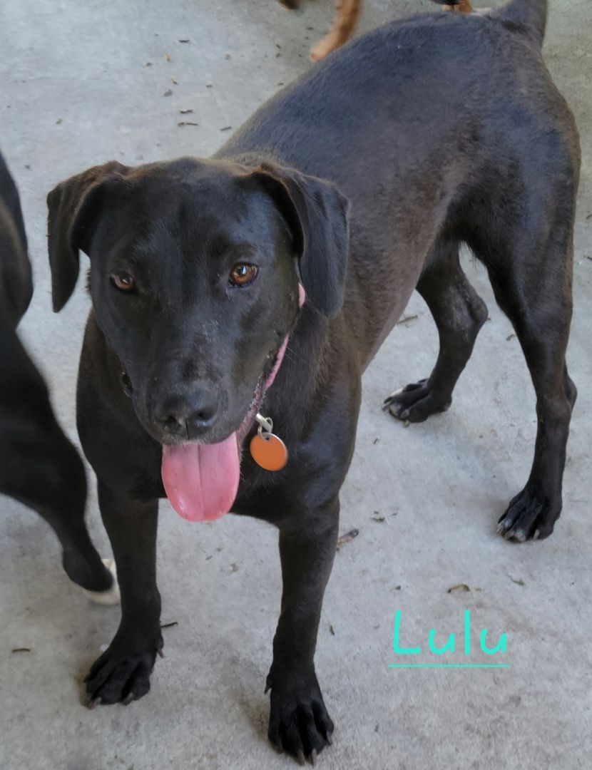 Enlarge Lulu, a Adoptable Labrador Retriever in Branchville, SC image 3/8