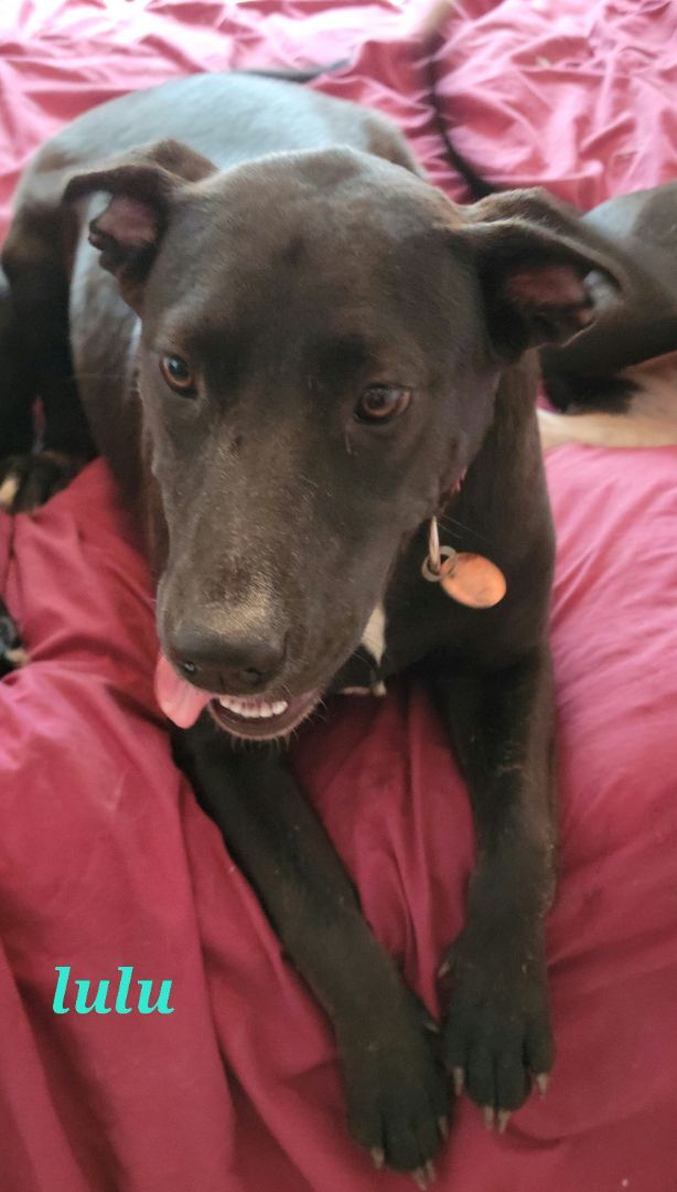 Enlarge Lulu, a Adoptable Labrador Retriever in Branchville, SC image 4/8