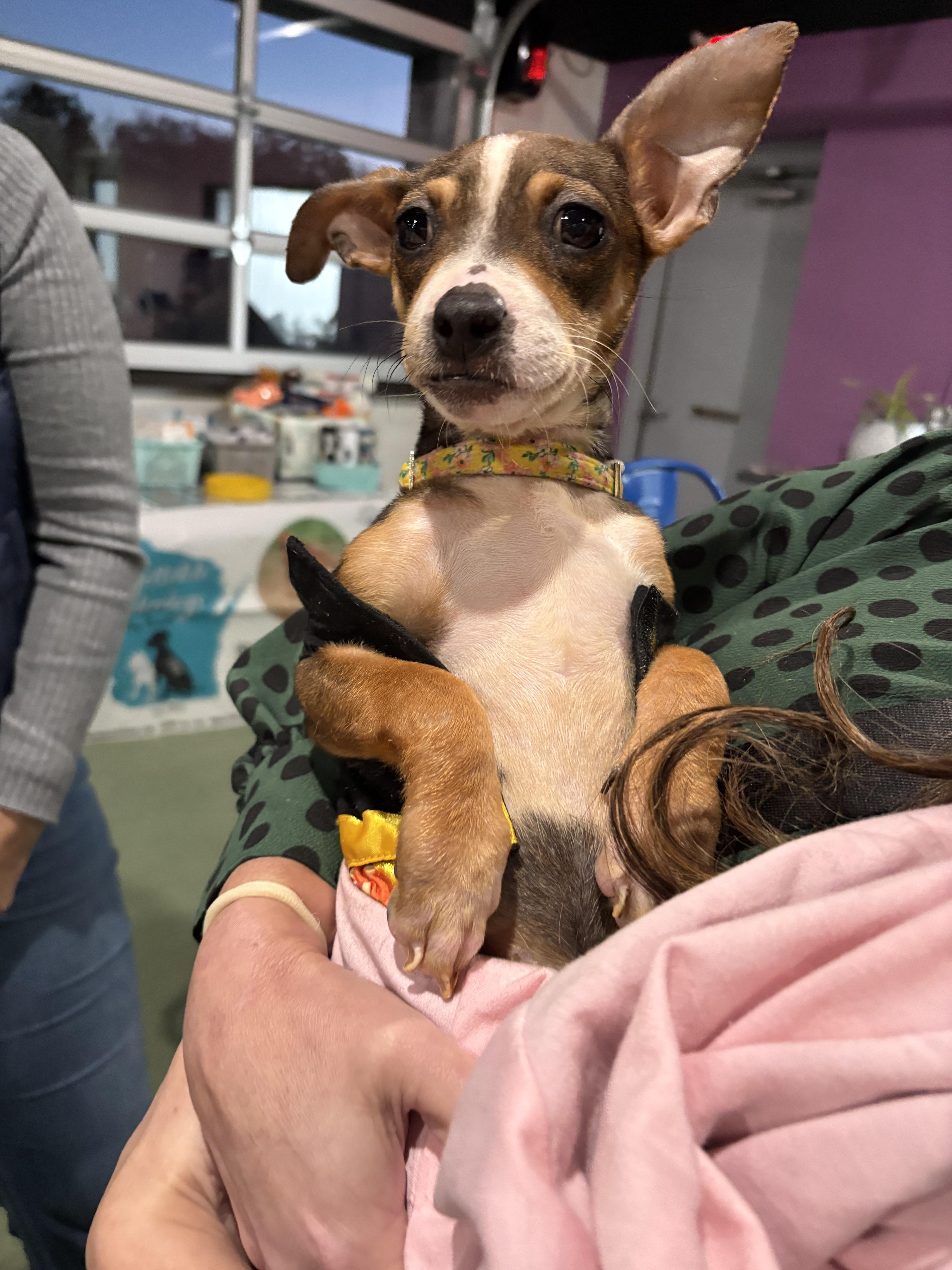 Enlarge Fizzle, a Adoptable mixed breed in Little Chute, WI image 3/3