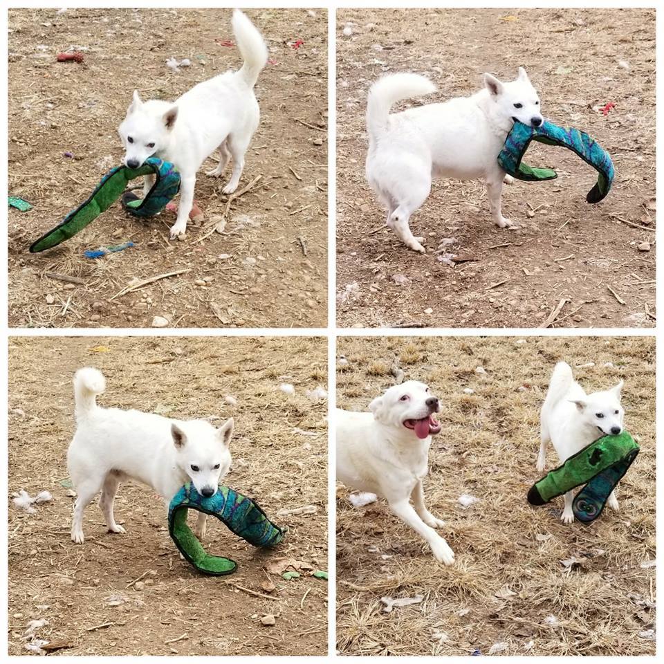 Enlarge Snowball, a Adoptable mixed breed in Bartlett, TN image 1/6