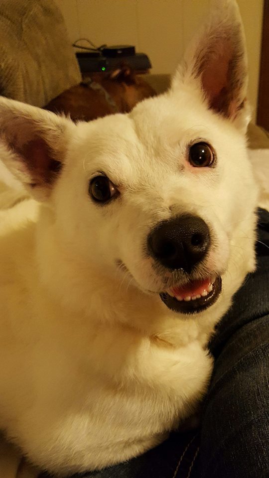 Enlarge Snowball, a Adoptable mixed breed in Bartlett, TN image 2/6