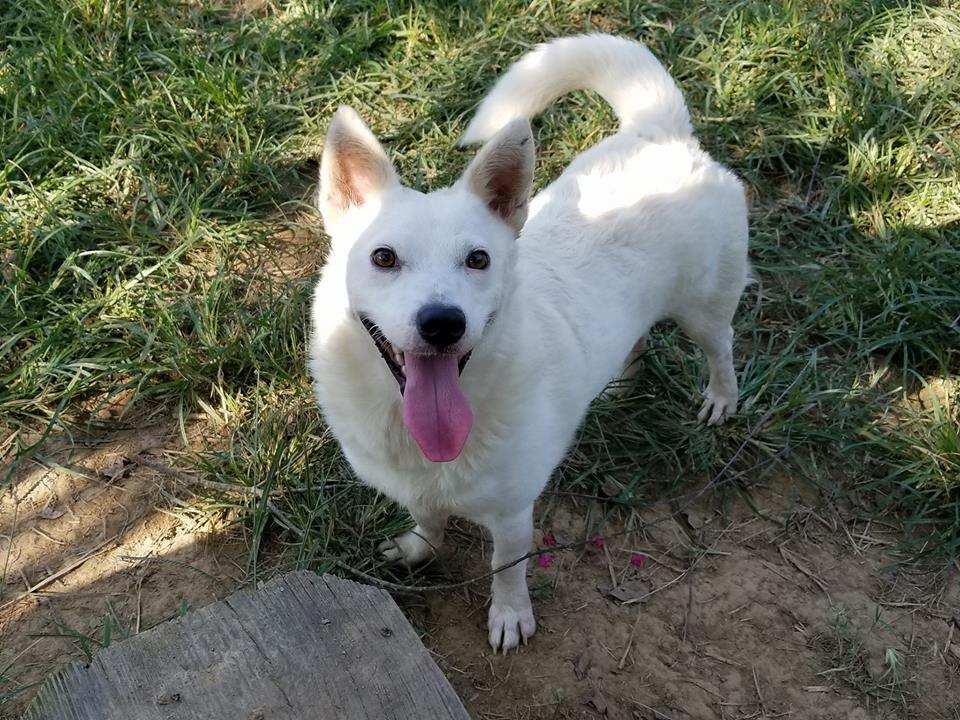 Enlarge Snowball, a Adoptable mixed breed in Bartlett, TN image 3/6
