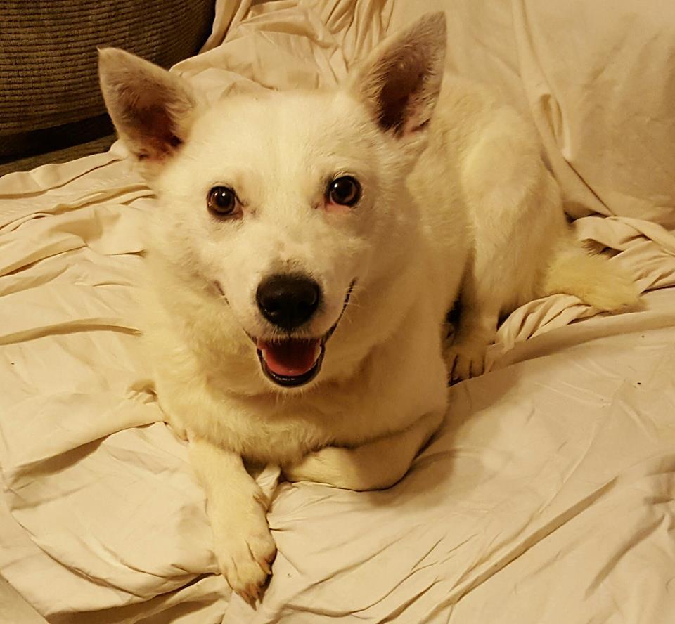 Enlarge Snowball, a Adoptable mixed breed in Bartlett, TN image 4/6