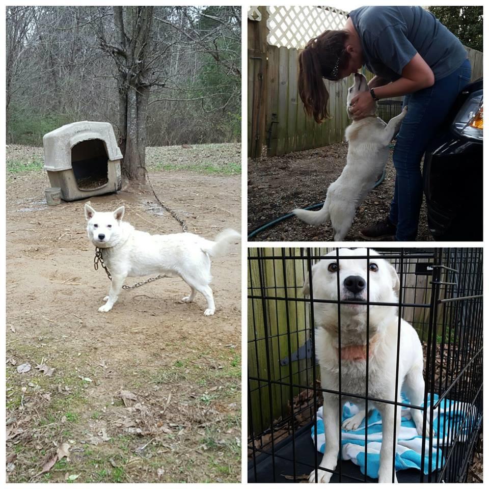 Enlarge Snowball, a Adoptable mixed breed in Bartlett, TN image 5/6