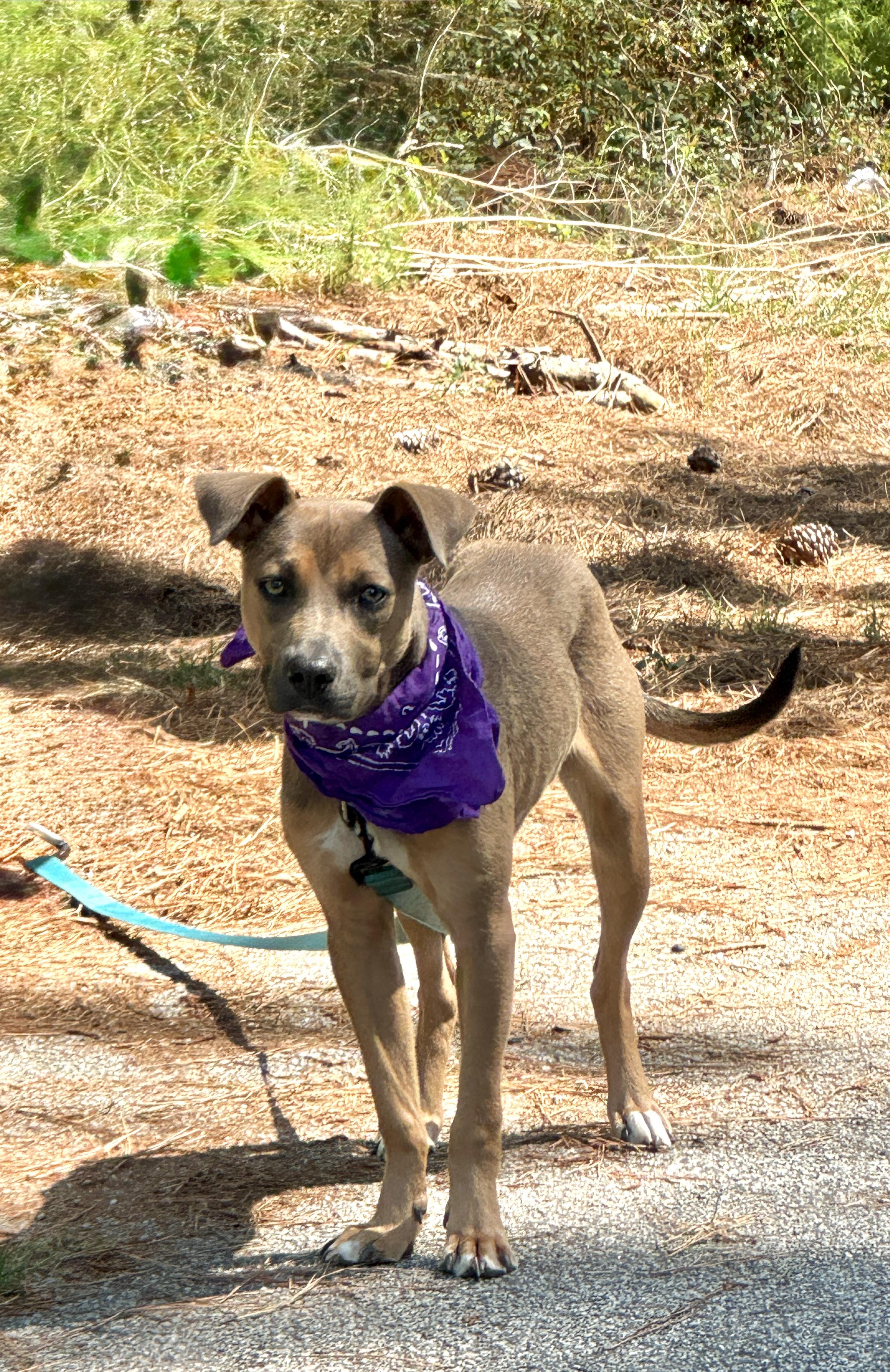 Enlarge Scout, a ADOPTABLE Mixed Breed in Sumter, SC image 1/1