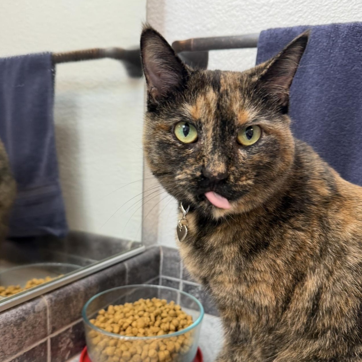 Enlarge Burrito, a ADOPTABLE Torbie in Newport, OR image 2/3