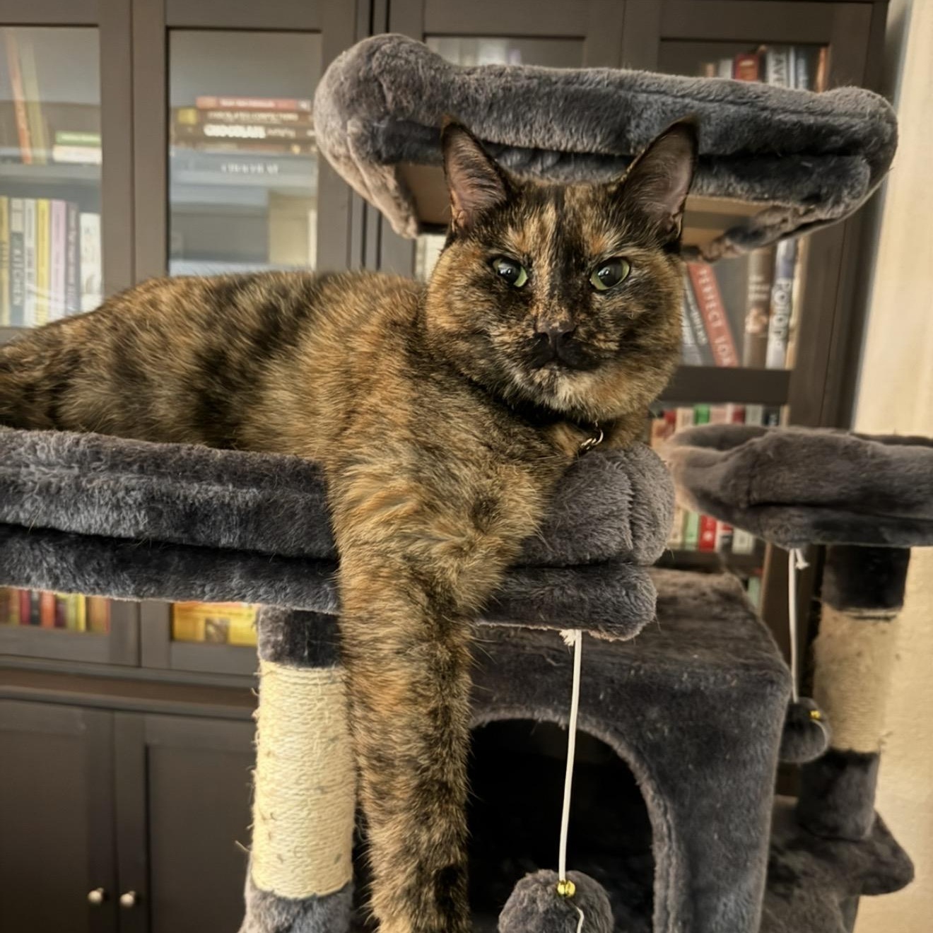 Enlarge Burrito, a ADOPTABLE Torbie in Newport, OR image 3/3