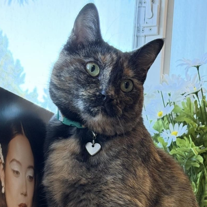 Enlarge Burrito, a ADOPTABLE Torbie in Newport, OR image 1/3