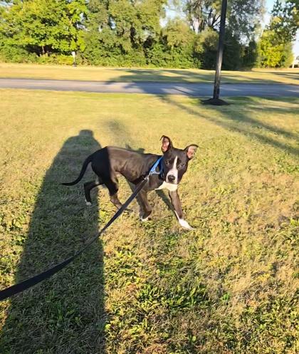 Lumi, Adoptable, Young Male Mixed Breed & Mixed Breed.